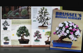 Brussels Bonsai Catalog
